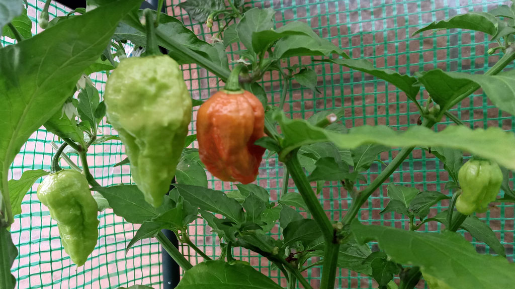 Bhut Jolokia, aka Ghost chillis