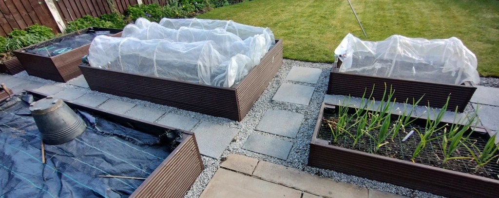 First protective mesh tunnels on the raised beds