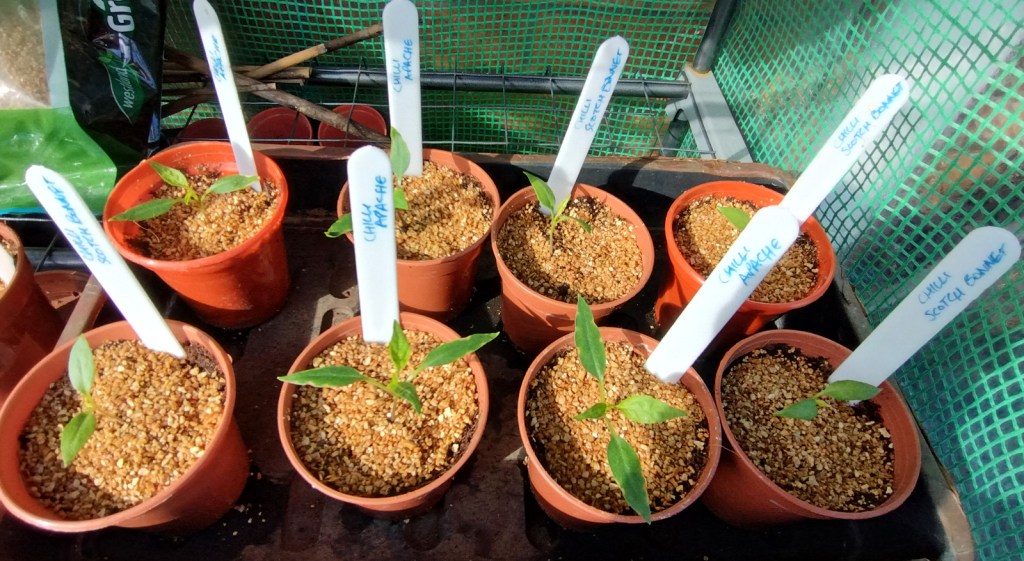 Newly potted Apache and Scotch Bonnet chilli plants