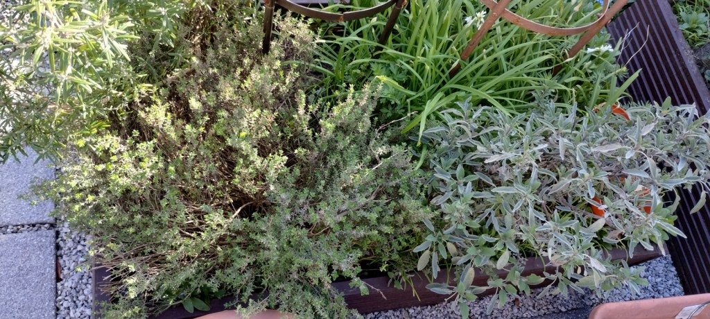 Herb bed:  clockwise from top left:  rosemary, garlic chives, sage, thyme