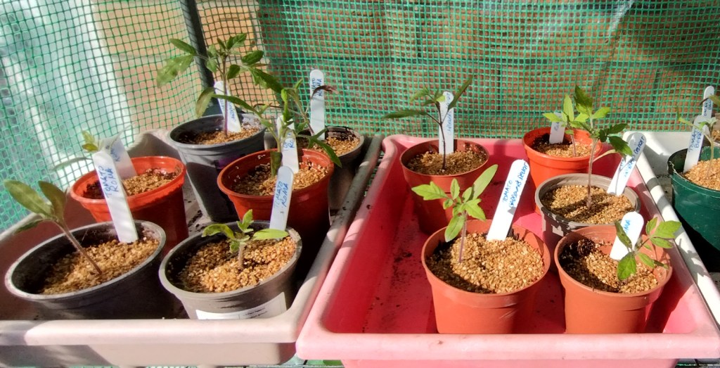 Young Roma, Gardener's Delight and Tomatoberry tomato plants
