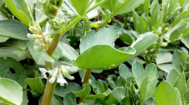 Early small white broad bean flowers, to soon be followed by pods