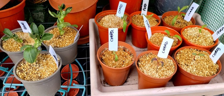Chard and Perpetual Spinach, to fill in the gaps where seeds didn't take.