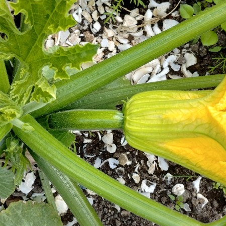 First courgettes appearing