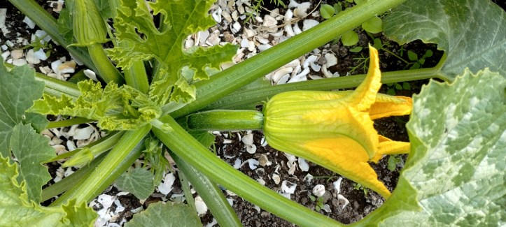 First courgettes appearing