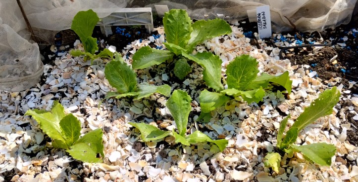 Lettuce à la whelk!