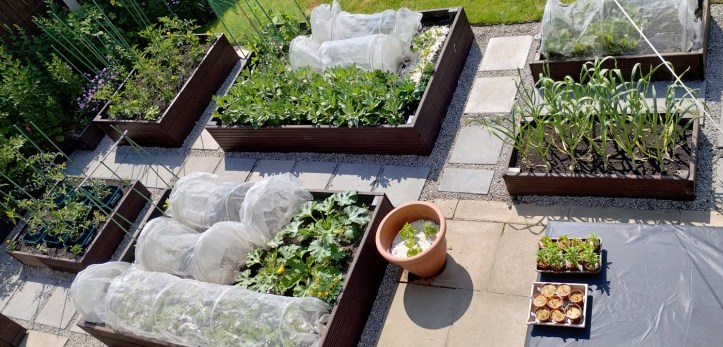 Overview of the vegetable garden, June 2025