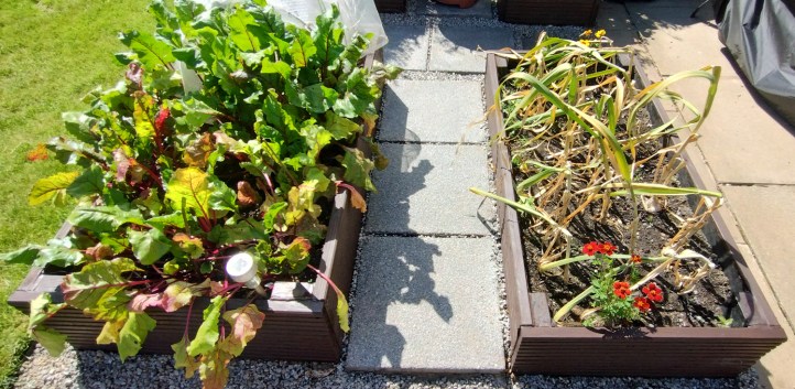 Left:  beetroot; Right:  garlic toppling over so it's now ready to pick
