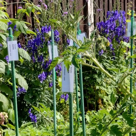 It really does avoid mishaps with trimming the wrong tomato plants