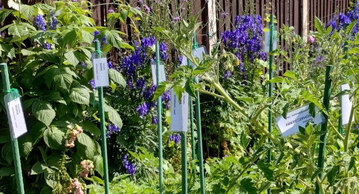 It really does avoid mishaps with trimming the wrong tomato plants