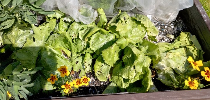 Ravaged iceberg lettuces